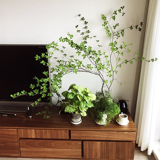 Ikea 雑貨 3coins リビング ドウダンツツジデビュー ドウダンツツジの枝 などのインテリア実例 22 05 16 10 50 04 Roomclip ルームクリップ