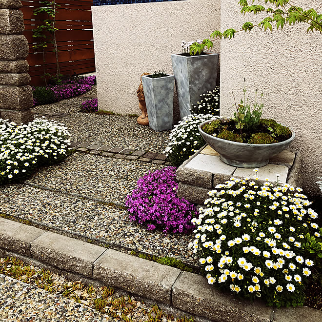 ガーデン 鉢植え マーガレット 花壇の花 花壇 などのインテリア実例 19 04 24 08 05 39 Roomclip ルームクリップ ガーデン 鉢植え マーガレット 花壇の花 花壇 などのインテリア実例 19 04 24 08 05 39 Roomclip ルームクリップ
