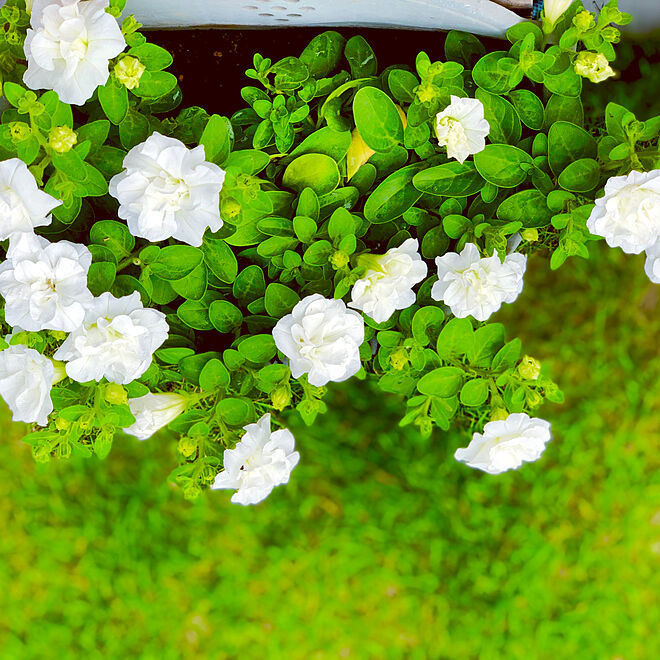 ホワイトパニエ 花のある暮らし 小さなお庭 お庭が大好き お花が などのインテリア実例 19 06 04 11 34 55 Roomclip ルームクリップ