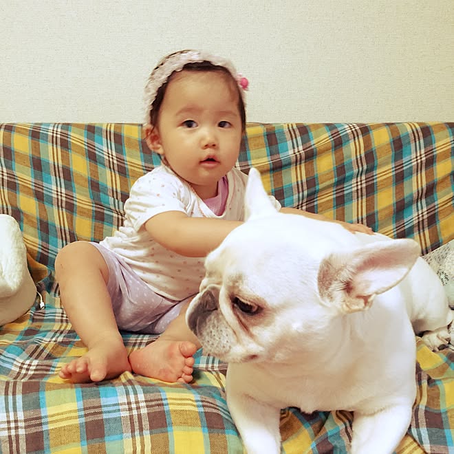 リビング フレブルと赤ちゃん 堀江の暮らし 赤ちゃん フレンチブルドッグ などのインテリア実例 15 08 12 21 49 13 Roomclip ルームクリップ