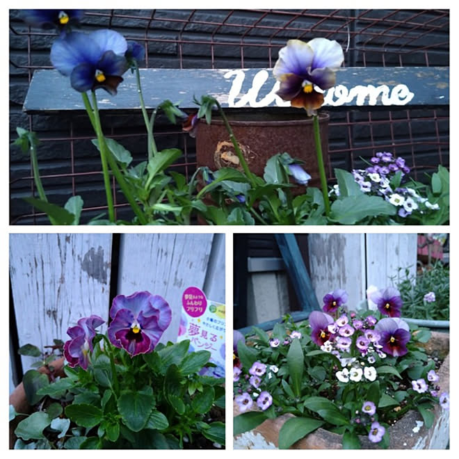 アンティークビオラ 冬の花壇 夢見るパンジー ビオラエール ド クール 連投失礼します などのインテリア実例 11 28 21 53 28 Roomclip ルームクリップ