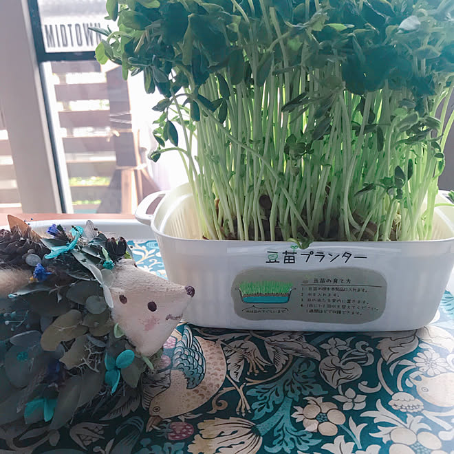 貧乏くさくてすみません ハリネズミ 豆苗 豆苗プランター ボタニカルハリネズミ などのインテリア実例 21 04 22 16 11 11 Roomclip ルームクリップ