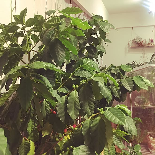 リビング 冬仕度 コーヒーの実 コーヒーの木 No Green No Lifeのインテリア実例 16 11 15 03 29 47 Roomclip ルームクリップ