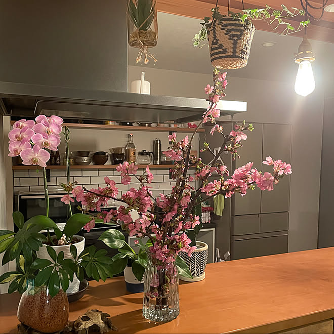 桜の花 桜の枝 花瓶 えだもの キッチンのインテリア実例 22 03 14 00 12 52 Roomclip ルームクリップ