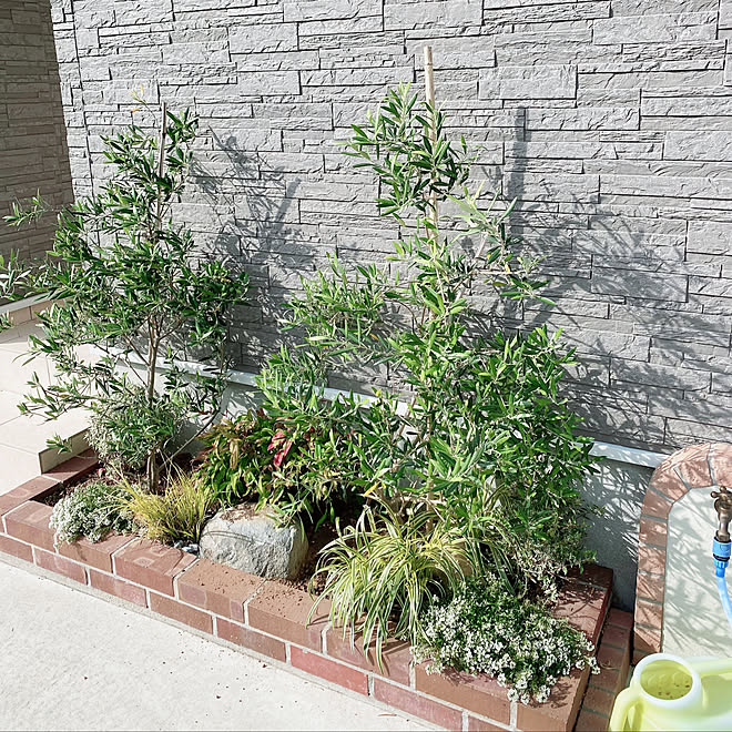 花壇 シンボルツリー 注文住宅 暮らしを楽しむ 玄関前 などのインテリア実例 21 05 10 17 42 59 Roomclip ルームクリップ