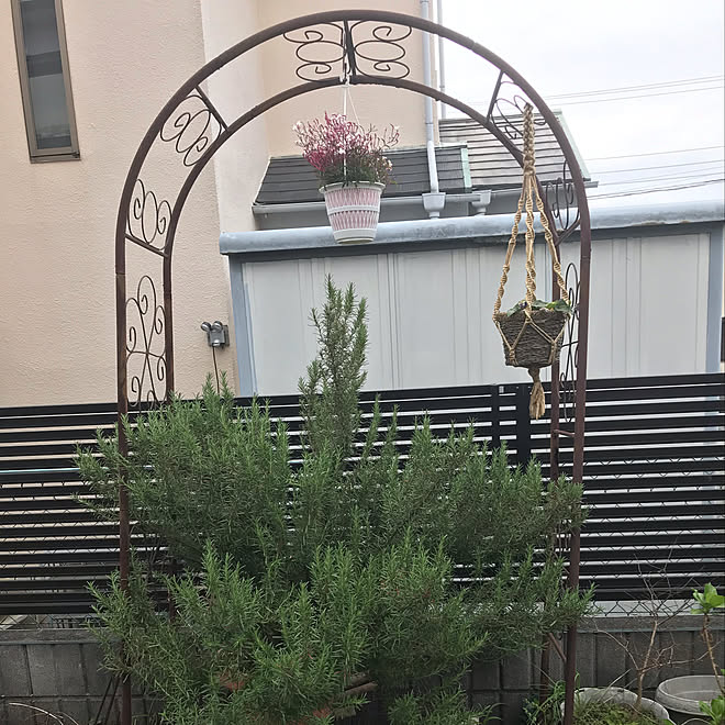 においスミレ 羽衣ジャスミン ローズマリー いいね フォローありがとうございます 植物のある暮らし などのインテリア実例 21 03 25 12 44 59 Roomclip ルームクリップ