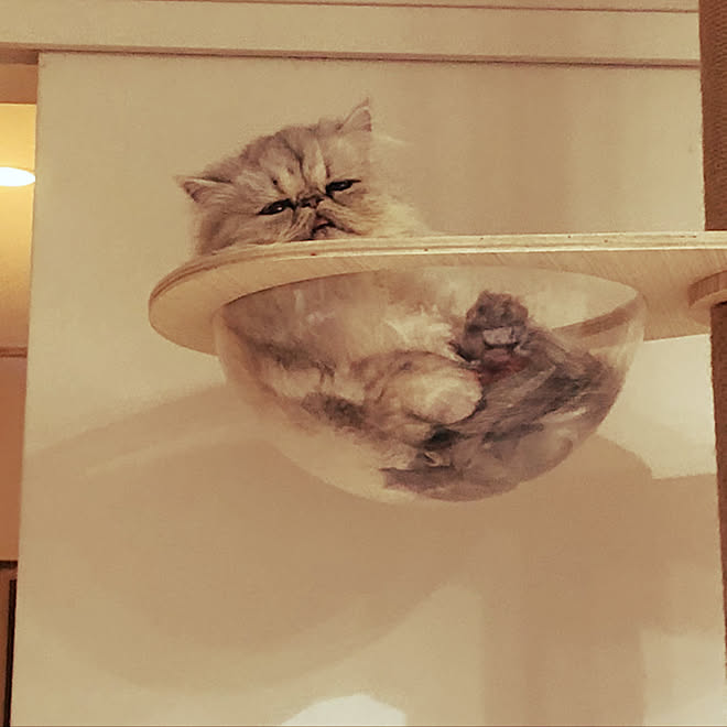 ネコ 戦艦 コロニー キャット タワー 透明 Rikugame Jp