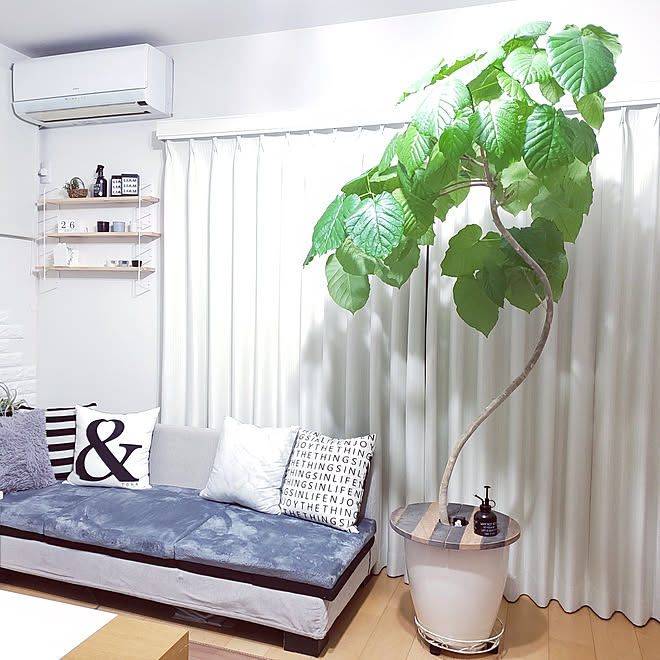 リビング 観葉植物 ソファーのある暮らし ウンベラータ ウンベラータのある暮らし などのインテリア実例 03 30 09 01 51 Roomclip ルームクリップ