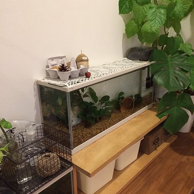 部屋全体/なんだかごちゃごちゃ/スクエアボックス/水草伸びる/モンステラ...などのインテリア実例 - 2016-03-19 11:08:59