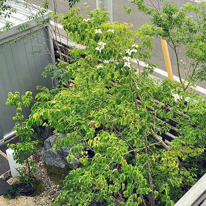 雑木林の庭 山法師の花 山法師 ヤマボウシの花 ヤマボウシ などのインテリア実例 21 06 18 07 31 22 Roomclip ルームクリップ