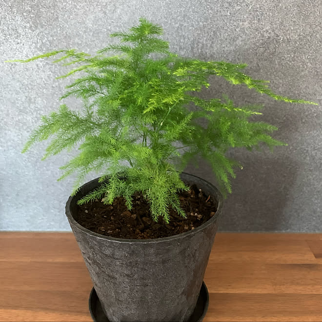 アスパラガスナナス 観葉植物 カウンター キッチンカウンター リノベーション などのインテリア実例 21 05 25 10 19 Roomclip ルームクリップ アスパラガスナナス 観葉植物 カウンター キッチンカウンター リノベーション などのインテリア実例 21 05 25 10 19 Roomclip ルームクリップ