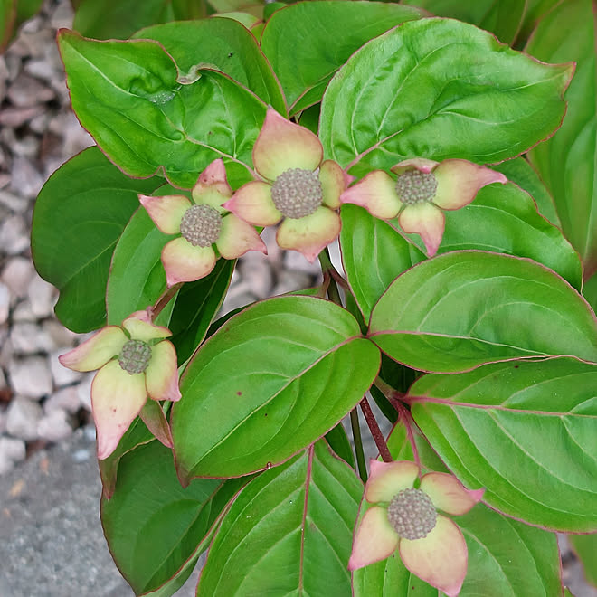 部屋全体 ブルーミングピンクテトラ やまぼうし 花のある暮らし いいね ありがとうございます などのインテリア実例 22 04 29 11 03 56 Roomclip ルームクリップ 部屋全体 ブルーミングピンクテトラ やまぼうし 花のある暮らし いいね ありがとうございます などのインテリア実例 22 04 29 11 03 56 Roomclip ルームクリップ