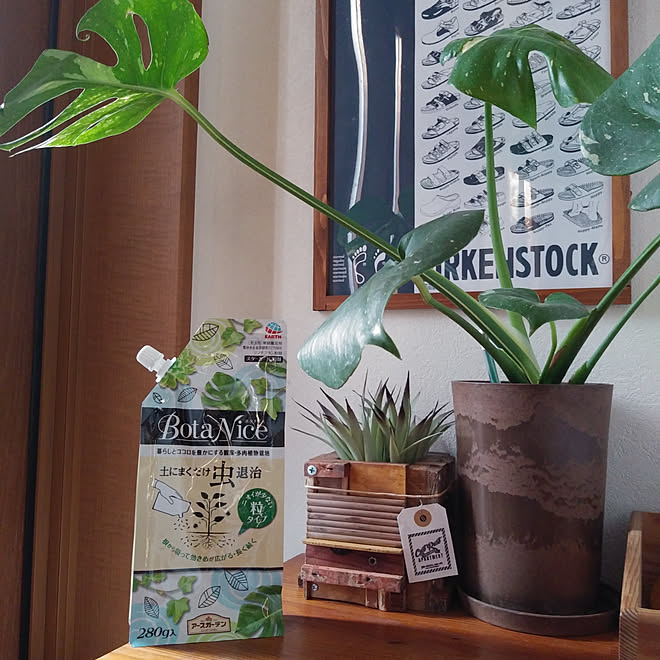 玄関 入り口 観葉植物 多肉植物 Botanice モンステラ などのインテリア実例 19 04 27 17 38 10 Roomclip ルームクリップ