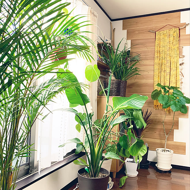 緑のある暮らし 観葉植物 Diy 足場板 アレカヤシ などのインテリア実例 05 28 12 58 21 Roomclip ルームクリップ