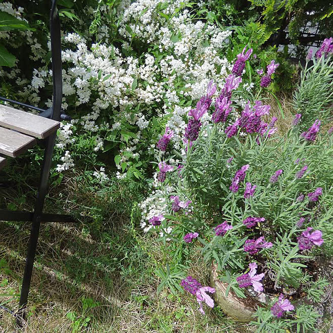 Mygarden ガーデンチェア 庭 ラベンダー フレンチラベンダー などのインテリア実例 19 07 11 00 38 34 Roomclip ルームクリップ