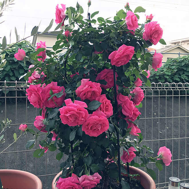 ちいさな庭 バラのある暮らし ピンクの花に癒される つるうらら つるバラ などのインテリア実例 19 05 16 12 33 14 Roomclip ルームクリップ