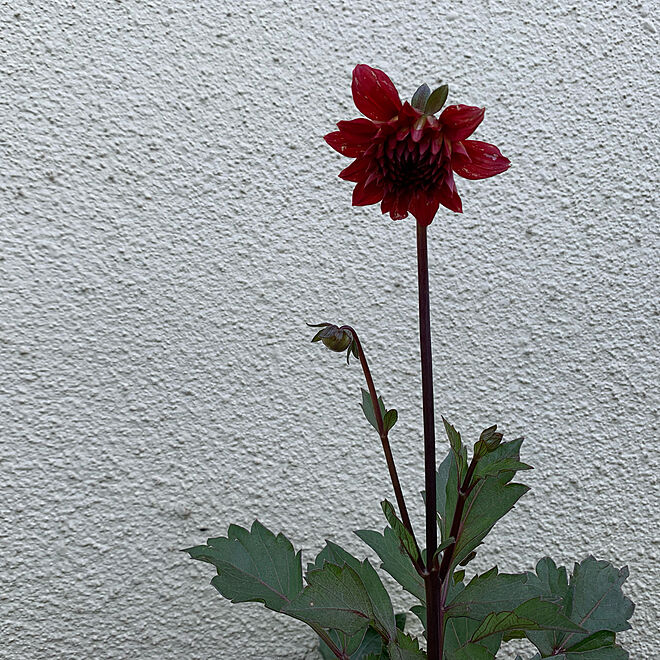 秋の花 寄植え ダリア ガーデニングのインテリア実例 21 10 08 18 51 39 Roomclip ルームクリップ