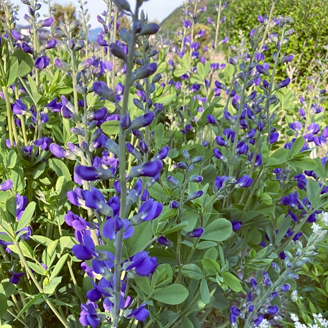 玄関 入り口 花のある暮らし お花が好き ５月の花 庭仕事が好き などのインテリア実例 22 05 11 09 26 11 Roomclip ルームクリップ