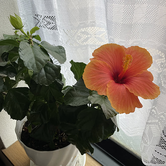 かわいい 癒し お花のある暮らし ハイビスカス 見ていただきありがとうございます などのインテリア実例 22 01 18 10 14 04 Roomclip ルームクリップ