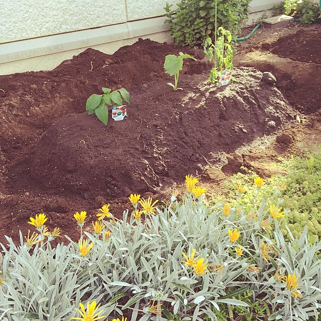 カインズ 家庭菜園 ミニトマト パプリカ きゅうりのインテリア実例 15 05 24 22 40 Roomclip ルームクリップ