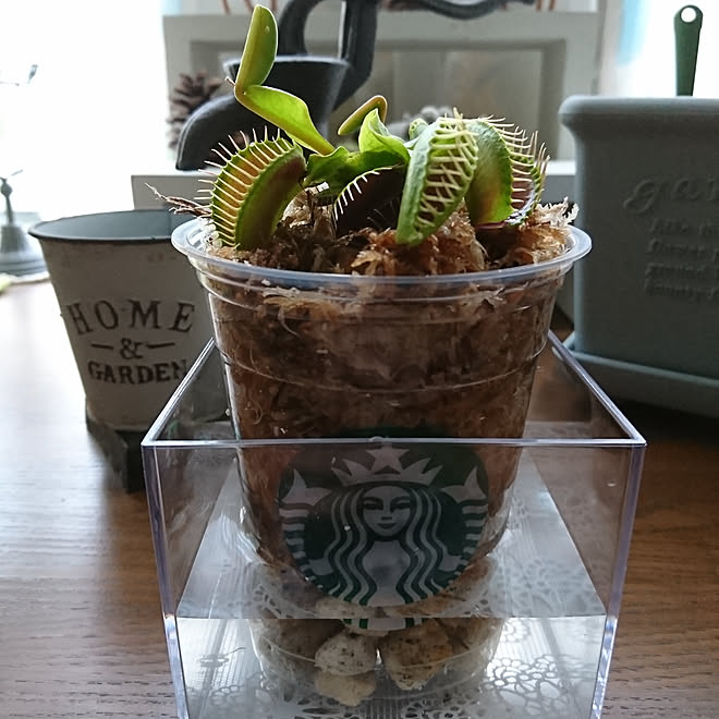 机 19 5 26 食虫植物 容器をおしゃれに スタバ などのインテリア実例 19 05 26 18 14 08 Roomclip ルームクリップ