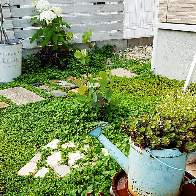 玄関 入り口 てづくりの庭 庭 ディコンドラ ダイカンドラ などのインテリア実例 19 06 28 19 55 02 Roomclip ルームクリップ