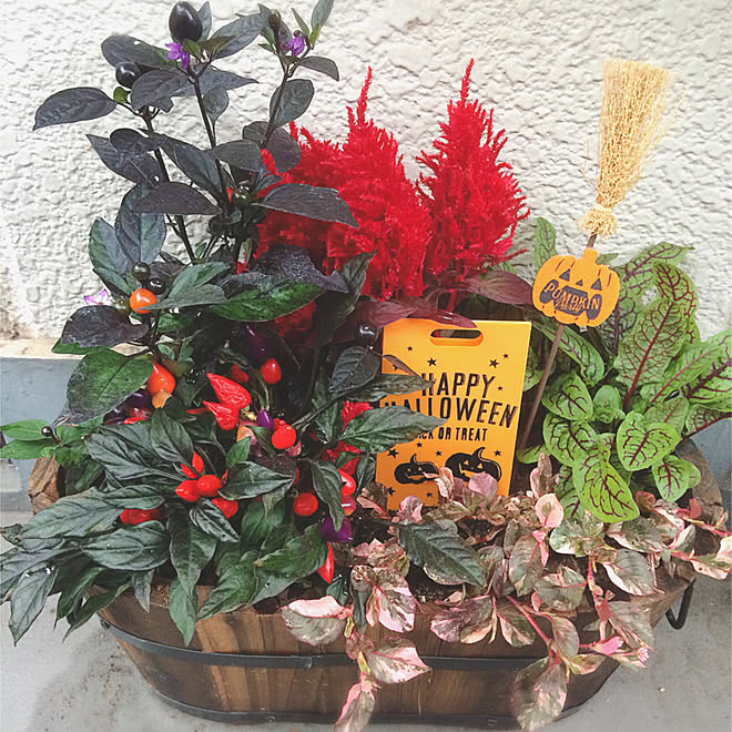 トウガラシ トウガラシブラックパール 寄せ植え ハロウィン 植物のある暮らしのインテリア実例 17 10 06 21 10 09 Roomclip ルームクリップ