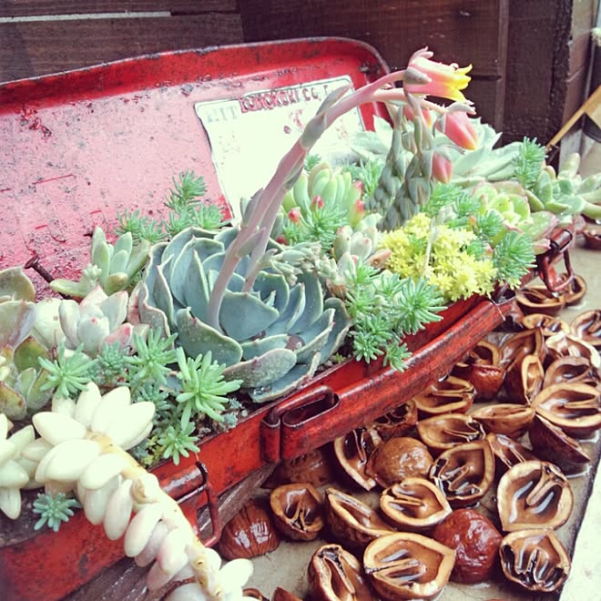 多肉植物/コンテスト用に再投稿/工具箱に寄せ植え/多肉寄せ植え/くるから...などのインテリア実例 - 2016-03-11 23:12:30