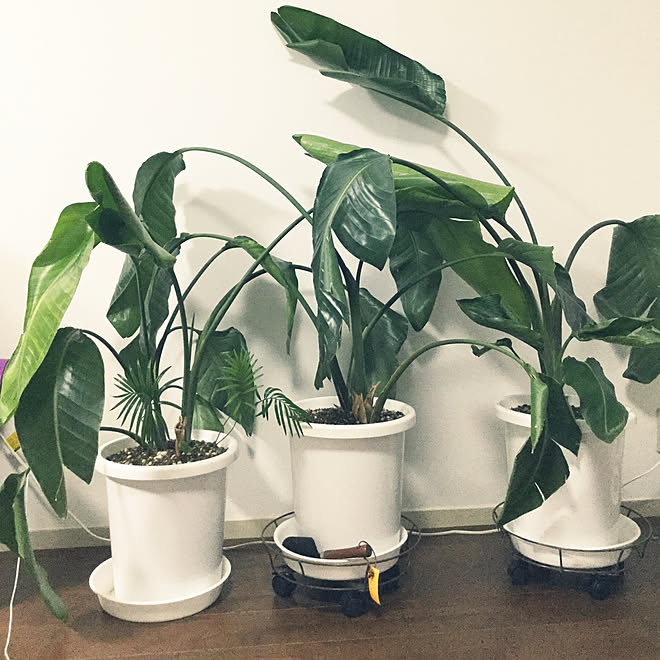 リビング 植え替え そてつ オーガスタストレリチア 観葉植物 などのインテリア実例 17 10 29 19 51 39 Roomclip ルームクリップ