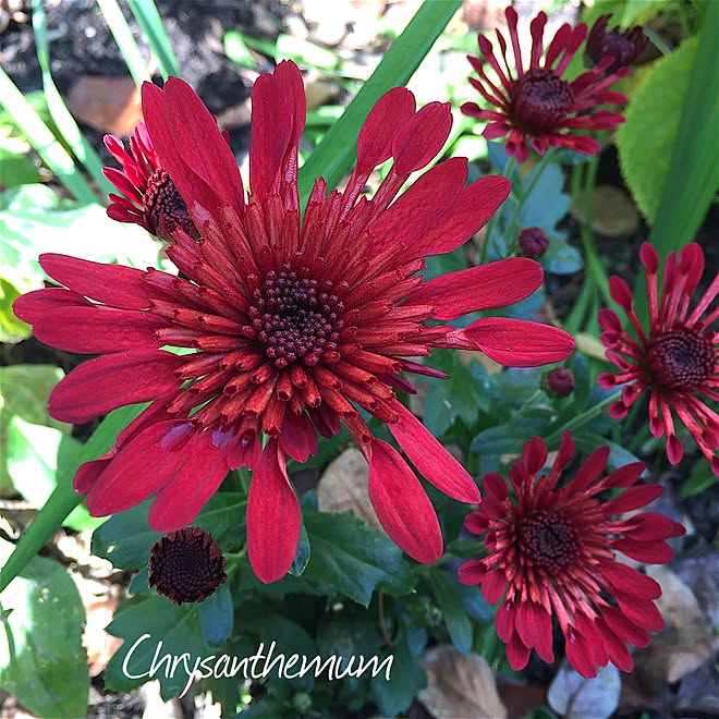 ベッド周り スプレーマム スプレー菊 ポットマム クリサンセマム 菊 芝生の庭から草花木果の庭へ などのインテリア実例 16 11 22 18 10 59 Roomclip ルームクリップ