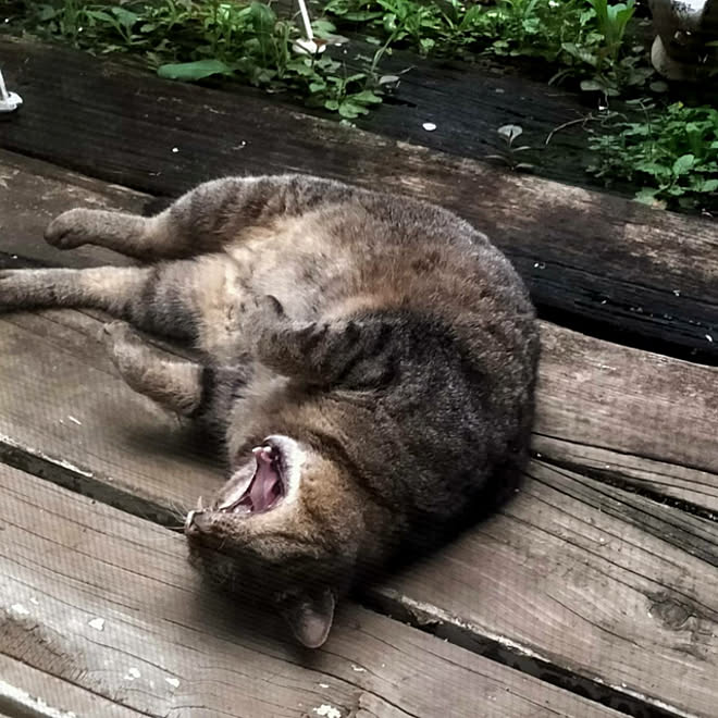 部屋全体 あくび 地域猫 にゃーちゃんのインテリア実例 21 07 06 16 27 12 Roomclip ルームクリップ