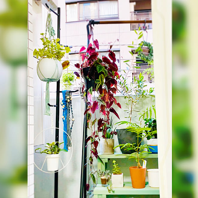 コートハンガー ポールハンガー ハンギング ハンギンググリーン 観葉植物のある暮らし などのインテリア実例 21 07 21 17 47 34 Roomclip ルームクリップ