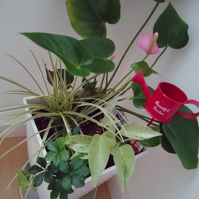 壁 天井 観葉植物 植物 アンスリウム ポトス などのインテリア実例 16 04 13 05 45 17 Roomclip ルームクリップ