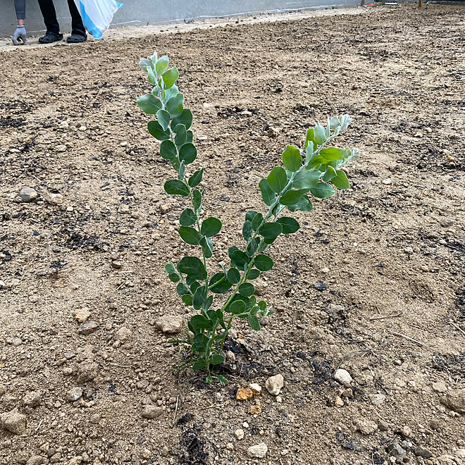地植え シンボルツリー パールアカシア ミモザの木 庭diy などのインテリア実例 03 23 18 57 28 Roomclip ルームクリップ