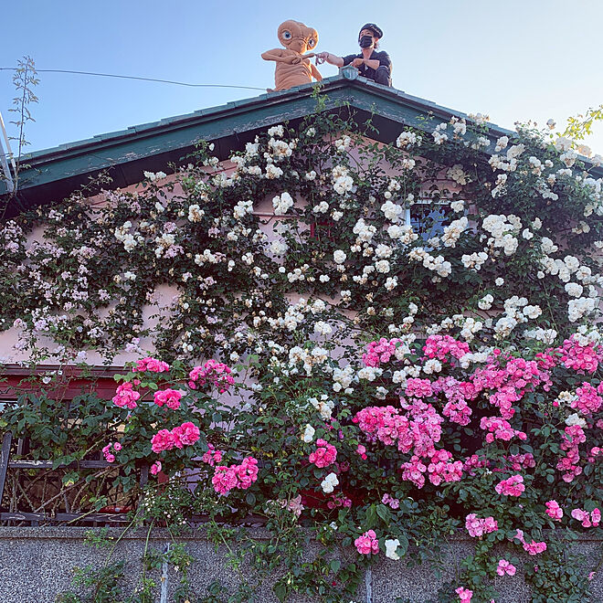 誘引 通いながらdiy バラのある庭 Rose Garden 花壁 などのインテリア実例 06 07 23 00 33 Roomclip ルームクリップ