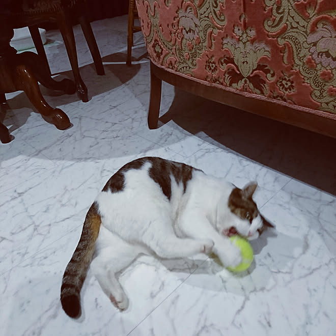 ベッド周り 野良猫ブランド玲音 テニスボール 肩甲骨はがしで肩こり解消のインテリア実例 18 12 29 19 11 37 Roomclip ルームクリップ ベッド周り 野良猫ブランド玲音 テニスボール 肩甲骨はがしで肩こり解消のインテリア実例 18 12 29 19 11 37 Roomclip ルームクリップ