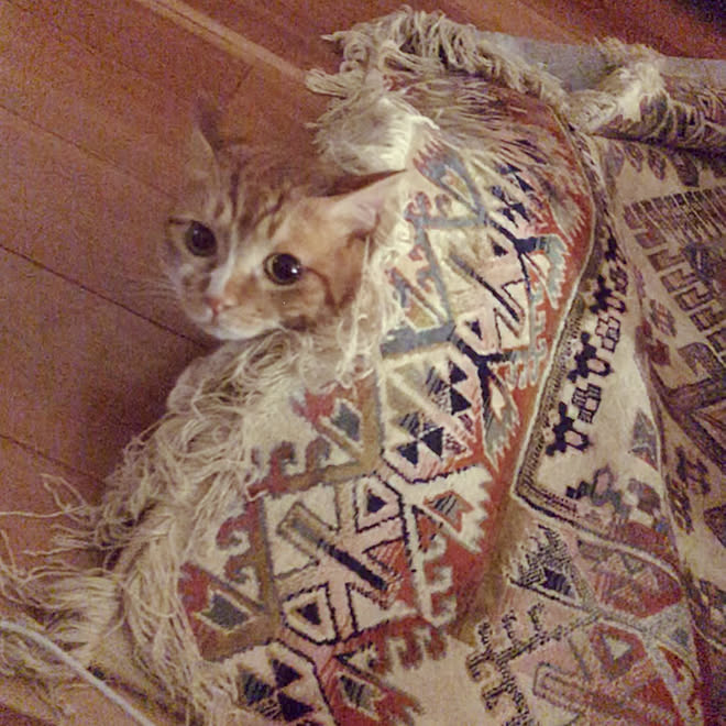 狭小住宅 ヘーベルハウス ペットと暮らす家 ねこのいる日常 猫と暮らす などのインテリア実例 06 04 21 40 56 Roomclip ルームクリップ 狭小住宅 ヘーベルハウス ペットと暮らす家 ねこのいる日常 猫と暮らす などのインテリア実例 06 04 21 40 56 Roomclip ルームクリップ