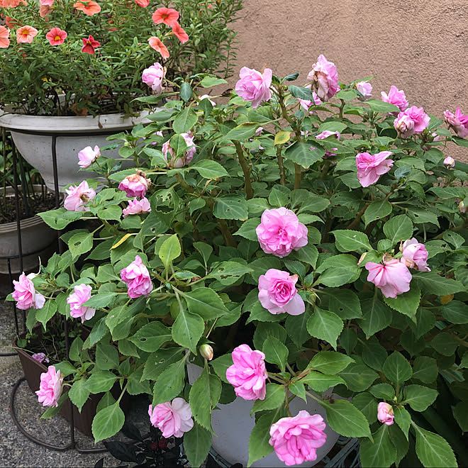 オレンジ色の花 サフィニアブーケ ピンク色の花 フェイスタ ラベンダーオーキッド 癒しの空間 などのインテリア実例 21 09 17 09 14 44 Roomclip ルームクリップ