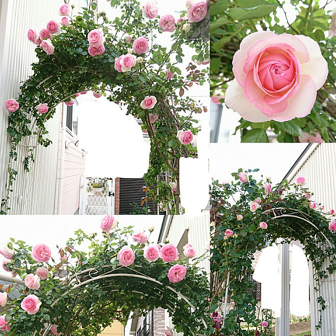 壁 天井 庭 バラ 薔薇が大好き 花のある暮らし などのインテリア実例 05 24 19 35 18 Roomclip ルームクリップ