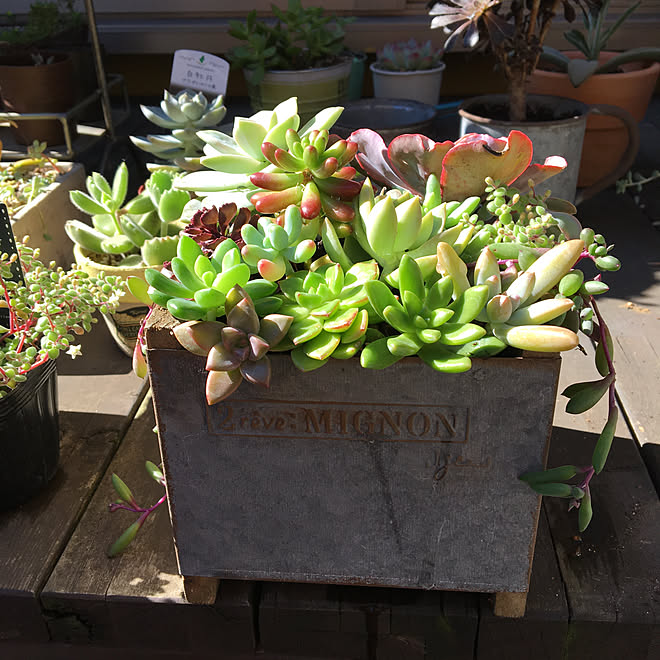 多肉植物寄せ植え/観葉植物/ベランダガーデン/グリーンのある暮らし/雑貨...などのインテリア実例 - 2019-11-16 16:03:23