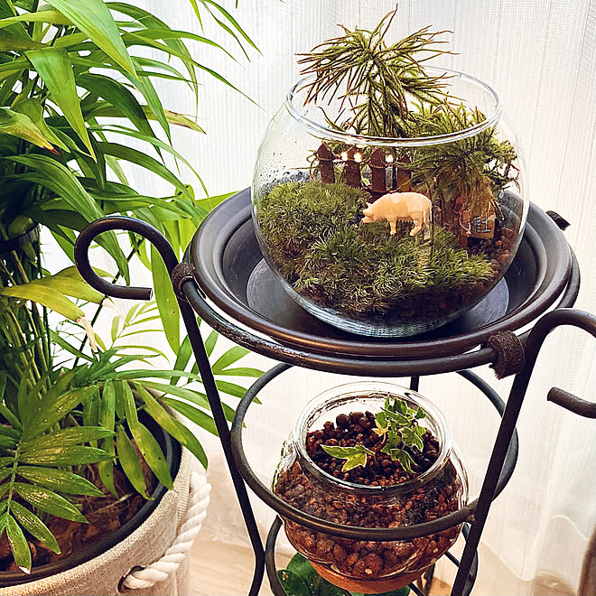 観葉植物のある暮らし 苔リウム 一人暮らし ひとり暮らし 古い賃貸でも楽しく などのインテリア実例 22 03 05 10 34 34 Roomclip ルームクリップ 観葉植物のある暮らし 苔リウム 一人暮らし ひとり暮らし 古い賃貸でも楽しく などのインテリア実例 22 03 05 10 34 34 Roomclip ルームクリップ