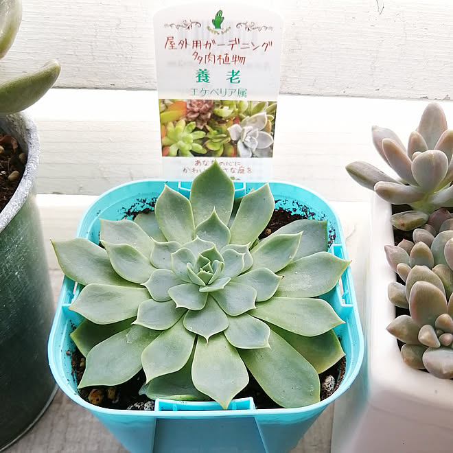 玄関 入り口 多肉植物 養老 救出多肉 多肉救出活動のインテリア実例 06 26 13 05 12 Roomclip ルームクリップ