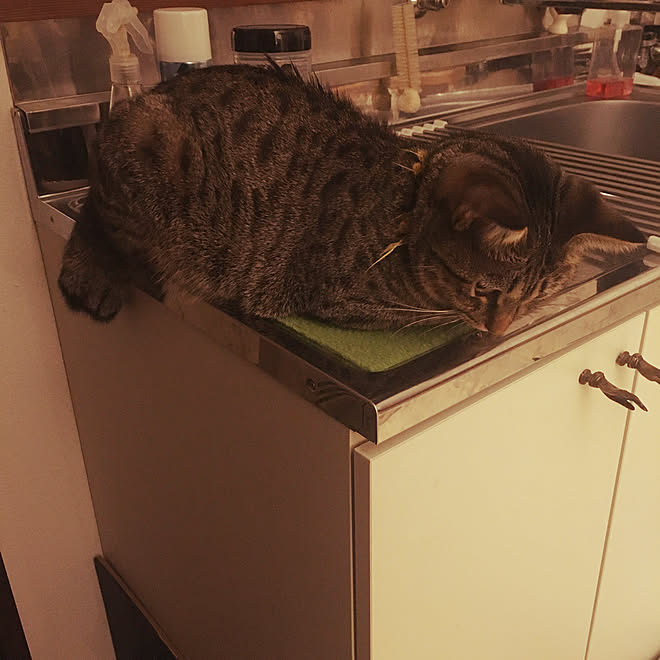 ねこのいる日常/古い賃貸/ねこと暮らす/古いアパート/猫などの 