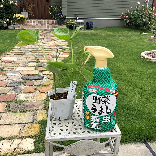 野菜うまし アースガーデン 害虫対策 家庭菜園 ガーデニング などのインテリア実例 22 06 05 09 14 19 Roomclip ルームクリップ