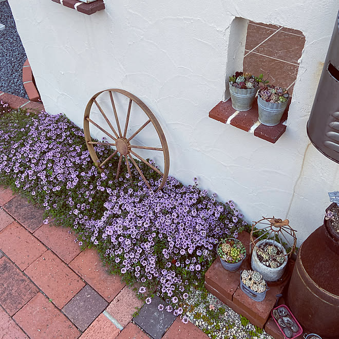 クリーピングタイム 植物のある暮らし 手作り花壇 植物に癒される 春が好き などのインテリア実例 22 04 06 10 32 08 Roomclip ルームクリップ