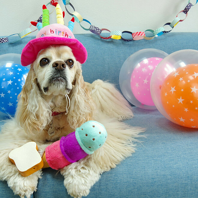 犬と暮らす 誕生日 飾り付け 机 アメリカンコッカースパニエル などのインテリア実例 18 04 06 14 09 35 Roomclip ルームクリップ