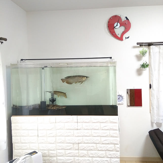 部屋全体 アクアリウム 水槽 大型魚 せまいおうち などのインテリア実例 19 06 22 09 44 14 Roomclip ルームクリップ
