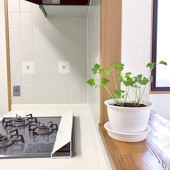 キッチンカウンター パセリ 観葉植物 キッチンのインテリア実例 19 04 12 34 35 Roomclip ルームクリップ