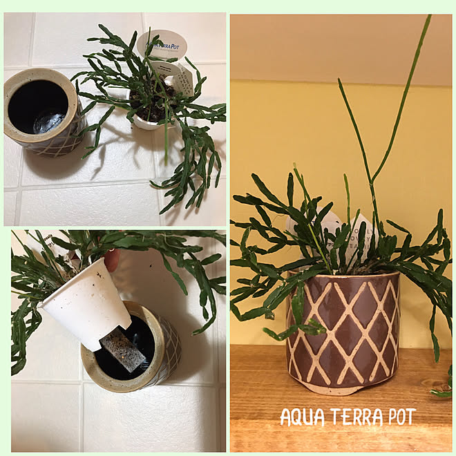 鉢植え アフタヌーンティー Afternoon Tea 底面給水鉢 Aquaterrapot などのインテリア実例 21 09 26 19 54 39 Roomclip ルームクリップ