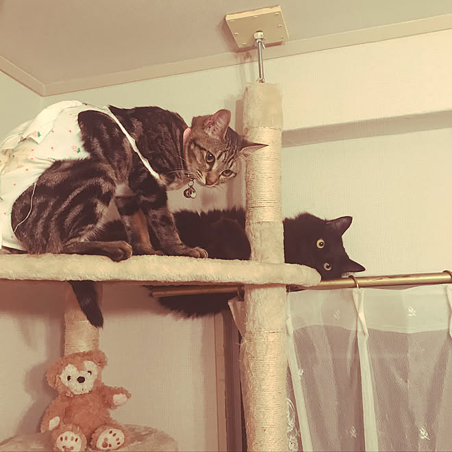 リビング 子猫 狭い部屋で猫３匹と暮らす 暗いのが悩み 狭い我が家 などのインテリア実例 2017 12 13 08 46 09 Roomclip ルームクリップ